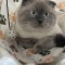Motan Scottish Fold