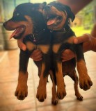 Juniori rasa Rottweiler