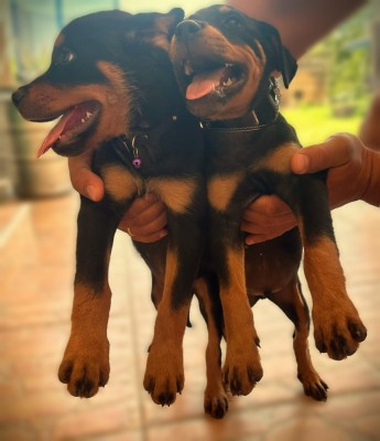 Juniori rasa Rottweiler foto