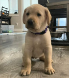 Pui labrador retriver de v&acirc;nzare