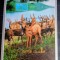 Coreea 1993 căprioare, animale fauna bloc neștampilat Korea 1993