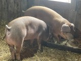 purcle duroc