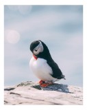 Tablou Canvas, "Un pinguin pe o st&acirc;ncă rece", Pinguin, Ocean, Rocă, Calm, Lumină, Pene, Colorat, Contemplativ, Natură, Frumusețe, 26 x 39 cm, CMCLASS