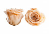 Trandafiri Criogenati Roseamour, Marime XL, Portocaliu deschis