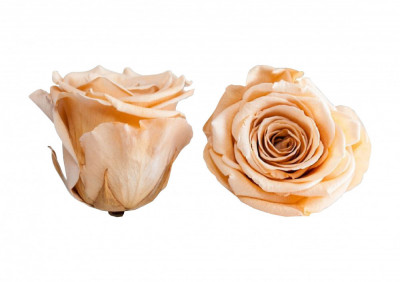 Trandafiri Criogenati Roseamour, Marime XL, Portocaliu deschis foto
