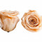 Trandafiri Criogenati Roseamour, Marime XL, Portocaliu deschis
