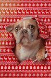 Tablou Canvas Bulldog surpriză de Crăciun, C&acirc;ine Adorabil, 26 x 39 cm, CMCLASS