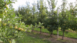 Kit irigare livada pomi fructiferi ( irigare pe spalier)