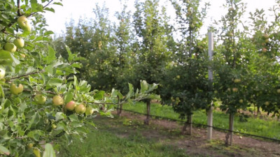 Kit irigare livada pomi fructiferi ( irigare pe spalier) foto