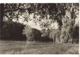 CPIB 22772 - CARTE POSTALA - SIBIU. VEDERE DIN DUMBRAVA