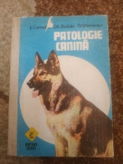 Patologie canina foto