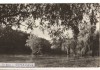CPIB 22185 - CARTE POSTALA - SIBIU. VEDERE DIN DUMBRAVA, Circulata, Fotografie