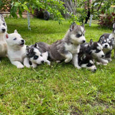 Husky Siberian