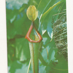 RF18 -Carte Postala- Iasi, Gradina Botanica, planta insectivera necirculata