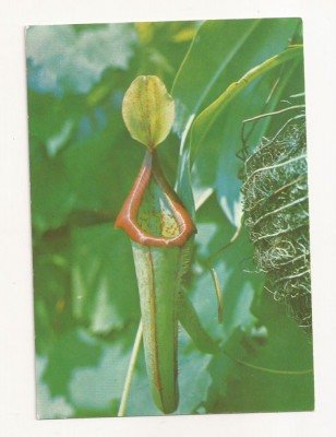 RF18 -Carte Postala- Iasi, Gradina Botanica, planta insectivera necirculata foto