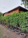 Casă de v&acirc;nzare