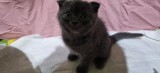 Suntem 3 fetițe scottish fold 2 si 1 brittish