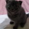 suntem 3 fetițe scottish fold 2 si 1 brittish