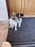 Fox terrier
