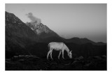 Tablou Canvas, "Măgarul singuratic &icirc;n munți falnici", Calm, Solitary, Majestic, Serene, Mountainous, Peaceful, Natural, Monochrome, 39 x 26 cm, CMCLAS