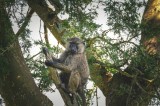 Tablou Canvas, "Babuin &icirc;n așteptarea aventurii pădurii", Baboon, Branch, Tree, Nature, Green, Relaxed, Wildlife, Foliage, 39 x 26 cm, CMCLASS