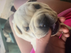 Pui shar pei foto