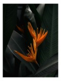 Tablou Canvas, "Floare tropicală &icirc;n umbra frunzelor", Floral, Exotic, Vibrant, Lush, Tropical, Striking, Elegant, 26 x 39 cm, CMCLASS