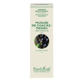 Cumpara ieftin Concentrat Muguri Coacaz Negru 15ml PlantExtrakt