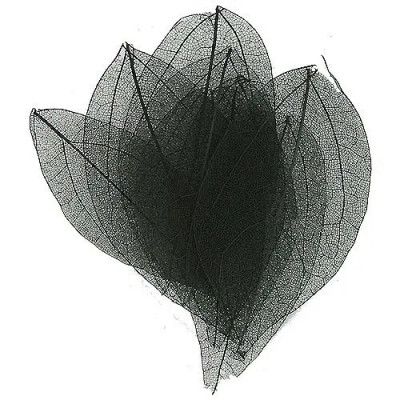 Frunze negre pentru unghii &amp;ndash; uscate foto