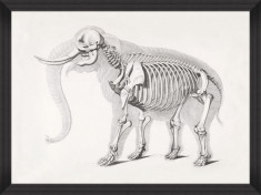 Tablou Framed Art Mammoth Skeleton foto