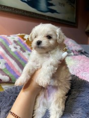 Pui bichon mini toy foto
