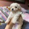 Pui bichon mini toy