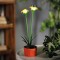 Floare colorată solară - 8 x 8 x 32 cm - 10 LED-uri alb cald - galben_11735C