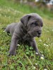 Cane corso blue, Pedigree