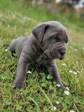 Cane corso blue