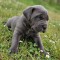 Cane corso blue