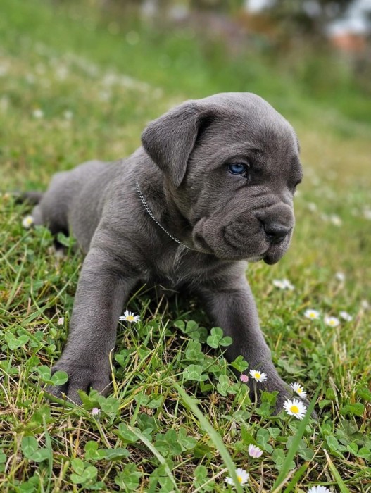 Cane corso blue
