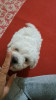 Bichon Maldez, [en.casa]