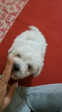 Bichon Maldez, [en.casa]