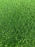 Cumpara ieftin Gazon Artificial, Lungime Fir 15 mm, Latime 2m, Marime 200 x 200 cm, Verde, Imitatie Gazon Natural, Antialergic, Polipropilena, Curte, Terasa, Balcon,
