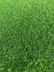 Gazon Artificial, Lungime Fir 15 mm, Latime 2m, Marime 200 x 200 cm, Verde, Imitatie Gazon Natural, Antialergic, Polipropilena, Curte, Terasa, Balcon,