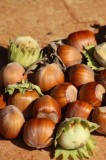 Cumpara ieftin Alun Tonda di Giffoni la ghiveci 4L (1.5m) &ndash; soi italian renumit, rezistent și productiv