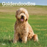 Goldendoodles 2024 Square