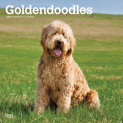 Goldendoodles 2024 Square foto
