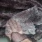 Foto  - 2