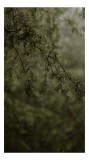 Tablou Canvas, "Ploaia binecuv&acirc;ntă ramurile verzi", Verde, Frunziș, Plante, Pini, Ploaie, Natură, Ceață, Umed, Pădure, Frunze, 26 x 39 cm, CMCLASS