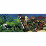 Cumpara ieftin Fundal Dublu Pentru Acvariu, Piatra Si Coral, 60x30 cm 241 108833