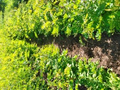 Puieți salc&acirc;m anul 1