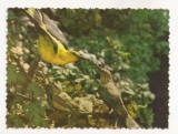 RF50 -Carte Postala- Maximafilie, necirculata