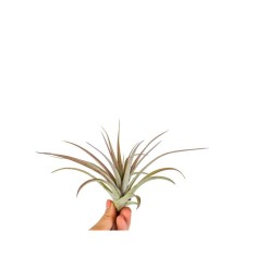 Plantă aeriana, Tillandsia Multiflora red, Medie, 8 x 8 cm